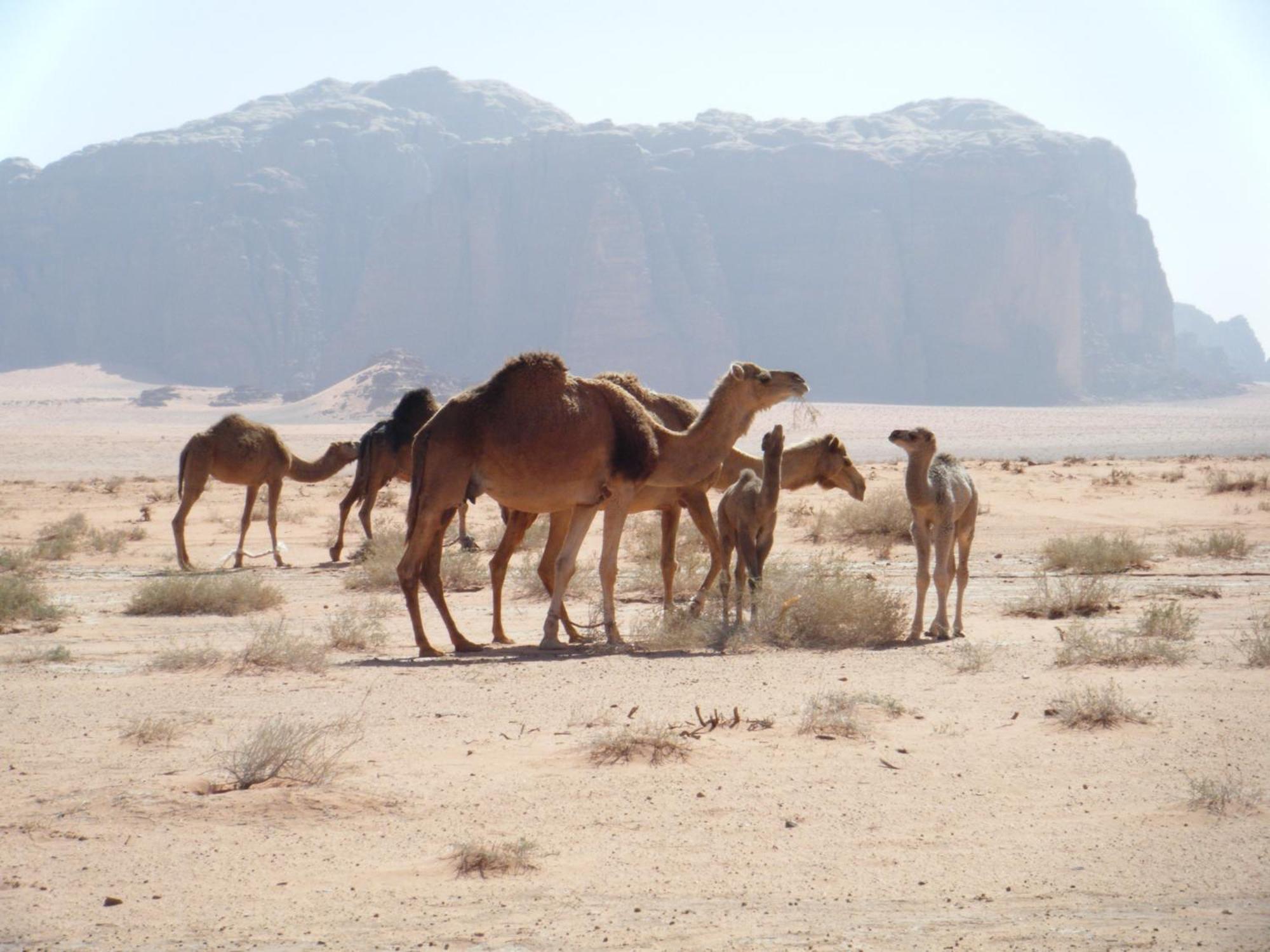 Hotel Salem Camp Wadi Rum Exterior foto